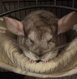 Chinchilla