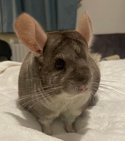 Chinchilla