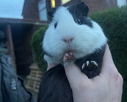 Guinea Pig