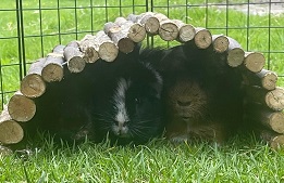 Guinea Pig